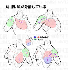 Bramasolo采集到繪畫資料·結構