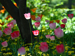 sharon青葙采集到郁金香tulips