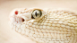 General 1920x1080 snake white depth of field animals reptiles animal eyes