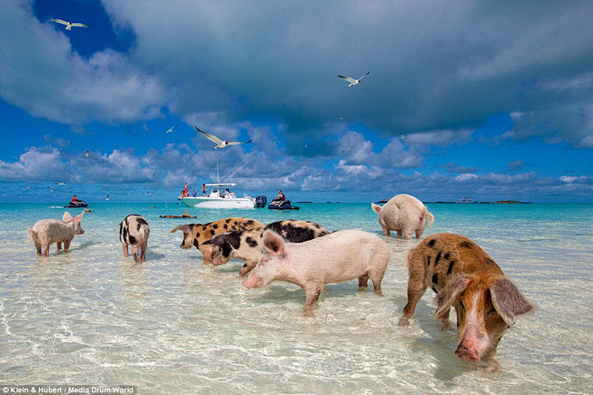 生活在美丽海滩的小猪们_图片频道__中国...