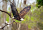 Eagle by Sergey  Johansen on 500px