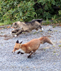 Norwegian forest cat chasing a fox...