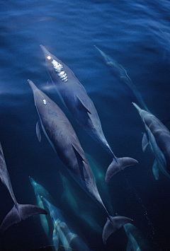 咲喵咪采集到海洋生物