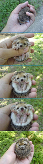 baby hedgehog