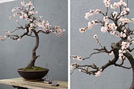 ikebana