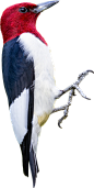 啄木鸟栖息 鸟类 