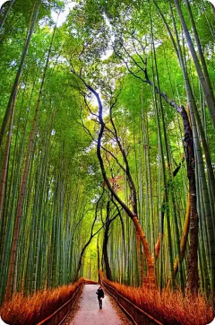 齐尚景观-庭院/文旅采集到绿化-植物隧道/夹道景观/夹道绿化/植物配置/植物设计