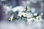 【隔帘几处梨花雪】Spring flowers by kwusherARTS