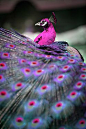 Beautiful pink peacock | Birds :) | Pinterest