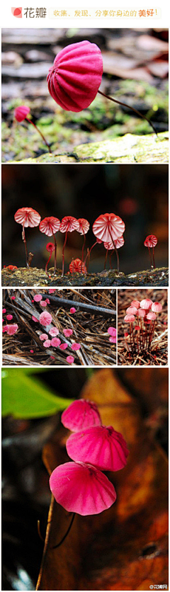 徐慧采集到花瓣·花语·节气