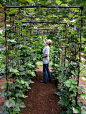 DIY Bean Trellis For Any Vegetable Garden - Gardenoholic