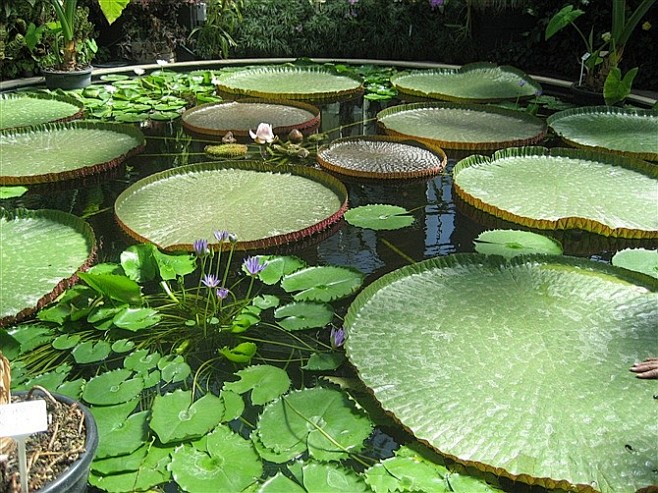 墨尔本皇家植物园