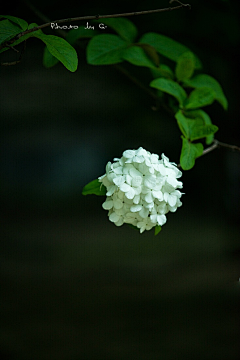 仅有的小骄傲采集到❀「一花一绽放」、