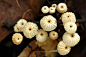  野生菌 小皮伞（Marasmius rotula） 常见木栖腐生菇类之一种，生长于该地区四季的低海拔林区。森林中的梦幻小精灵
