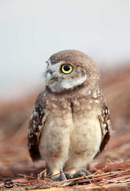 Owlet by © Megan Lor...