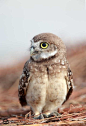 Owlet by © Megan Lorenz
Burrowing Owlet in Florida