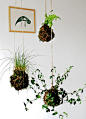 #plants #hanging #kokedama
