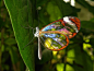 中南美洲雨林中，透明翅膀的小天使们，似一面面飞舞的小镜子，忽隐忽现，阳光映照下，幻色斑斓。 透翅蝶有数种，英文名glasswing，它的西班牙语名为espejitos，意思是“小镜子”。