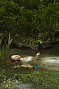 OldFatherThames_Ophelia.jpg (1465×2198)