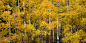 Photograph Gold Aspens by Chad Dutson on 500px