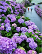 Hydrangea road in Miyazaki, Japan: 