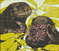 08-Andrea-Rich-Sea-Otters.jpg (1737×1500)