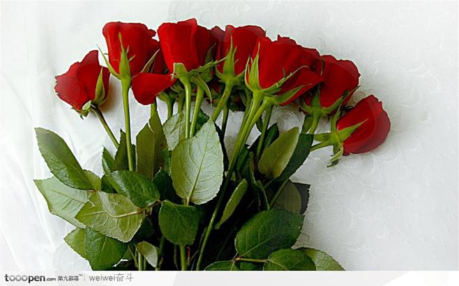 玫瑰花高清图片背景，红色玫瑰底纹综合素材...