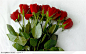 玫瑰花高清图片背景，红色玫瑰底纹综合素材高清图片