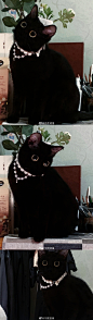 微博萌宠推荐超话

救命我第一次见到眼睛这么大这么圆的黑猫太可爱了叭！

喜欢的可以去@今夜逐星  主人的微博云吸哦！有好多大眼喵喵视频！ ​​​​