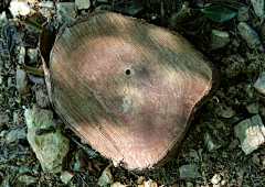 Tangqingqing采集到C-材质树皮年轮