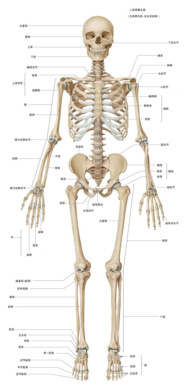 人体骨骼正面