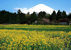 一溪绿水采集到美丽的富士山