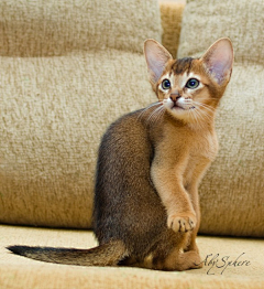 三楼半采集到尤物 —— Abyssinian 阿比西尼亚猫