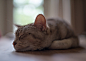 (via Sleep | Flickr - Photo Sharing!)