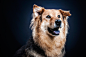 Mixed Breed Dogs : It is a common belief that adopting a dog can save a life. In addition, it may save multiple lives because it provides a chance of survival for other dogs who need shelter. At the rescue center however, purebreds usually get first atten