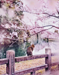 俄罗斯摄影师镜头下的日本花见与古都风光