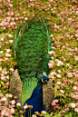 peacock & flowers