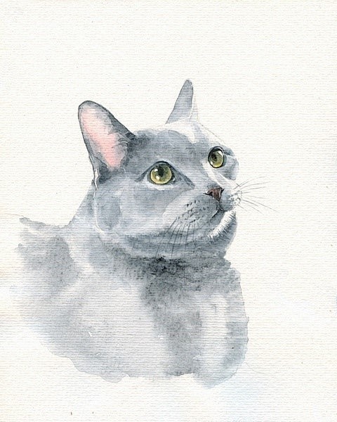 水粉插画-猫[一组猫的水彩画,真心好看,...