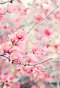 pink spring blossom