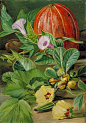 Kew: Marianne North Gallery: Painting 29: Some Fruits and Vegetables used in Brazil