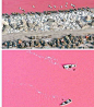 【最浪漫的湖】塞内加尔的玫瑰湖是一片令人沉醉的粉红。这湖中嗜盐微生物的杰作。随着湖水含盐度的变化，它的颜色呈现出从淡绿到深红的色调。每年12月到次年1月，是它最美的时候，由于阳光和水中的微生物以及矿物质发生化学反应，将湖水变成了盛开的玫瑰，呈现出如同绸缎一般的粉色~
