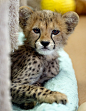 Cheetah Cub_F9P5581 by day1953 on Flickr.