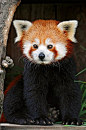     Cool  Red Panda Images  