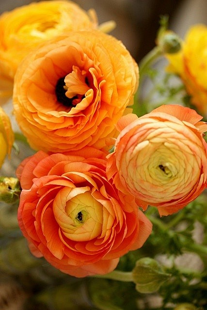 Orange Ranuculus#春暖花...