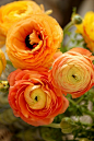 Orange Ranuculus#春暖花开#