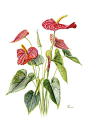Anthurium andreanum （红掌）