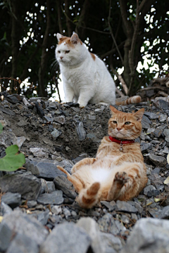 踮着脚尖的猫采集到小动物