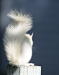 An albino squirrel, contemplating his uniqueness ... | Amazing ✈ World