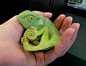Chameleon Showing Off His Tail! | Cutest Paw