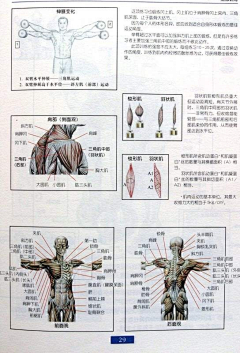 C加嘉雷悉尼小冰枫采集到建身图